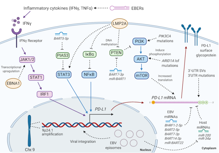 Multi-layered control of PD-L1 expression in Epstein-Barr virus-associated gastric cancer.